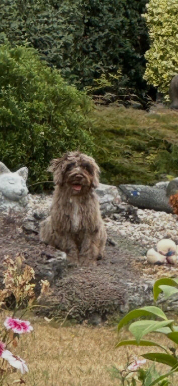 Chocolate merle cockapoo