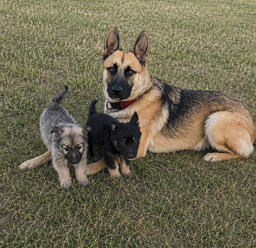 German shepherd puppies