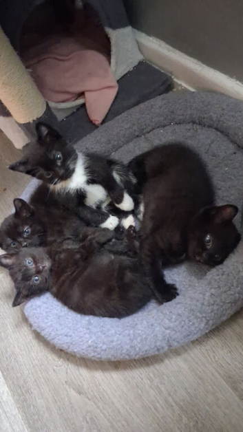 Bombay kittens
