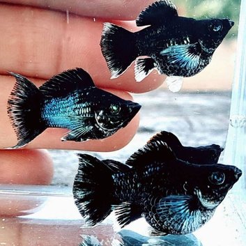 Blue rare molly breeding pair