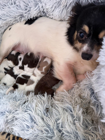 Longcoat chihuahua puppies