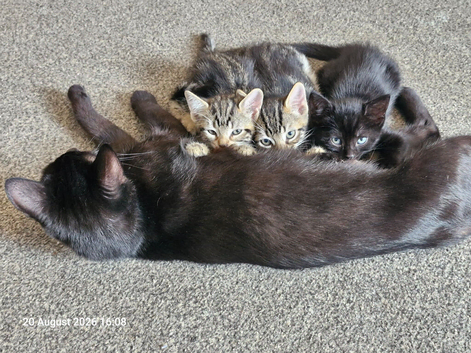3 kittens