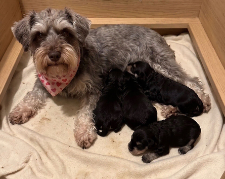 Gorgeous Tan and liver miniature schnauzer puppies