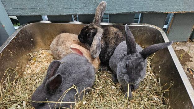 Baby bunnies available now