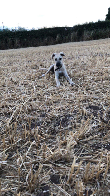 Boy dog saluki collie greyhound whippet