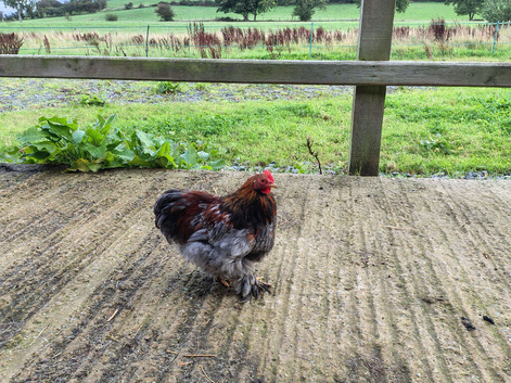 Trio of Bantams