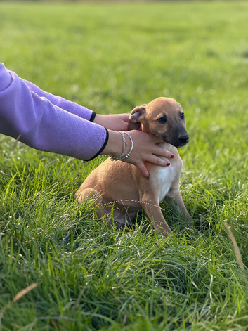 Outstanding Working-Bred Whippet Lurcher Puppies