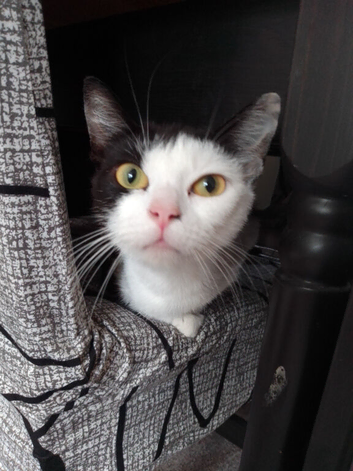 Female cat