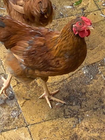 Hen