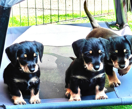Schnauzer x Daschund puppies