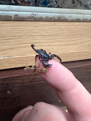 Dark creeper baby scorpions