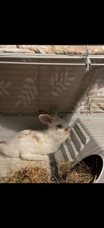 9 month old white rabbit
