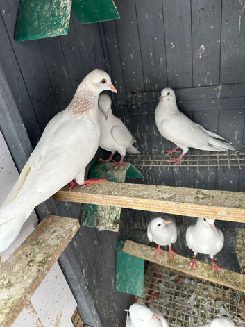 Malwai pigeon