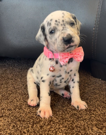 Beautiful Dalmatians for sale