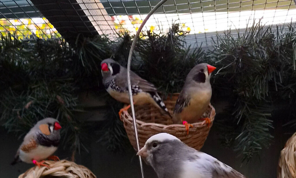 Black cheek Zebra finches