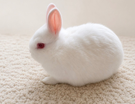 One female Netherland Dwarf