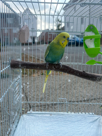 Healthy male budgie