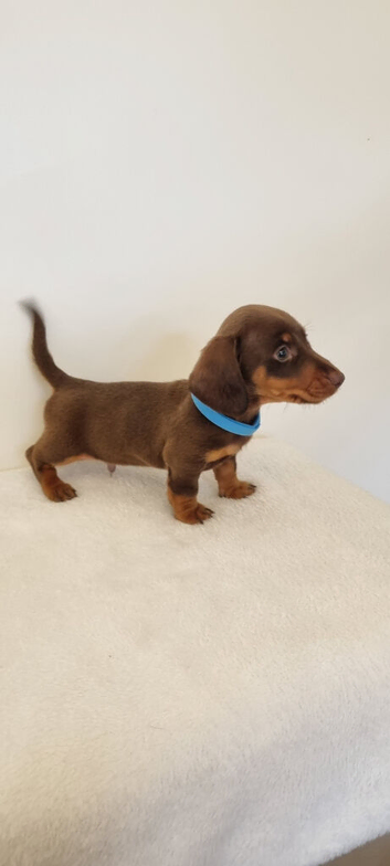 Miniature Dachshund Puppies &ndash; Isabella & Tan Girls + Chocolate & Tan Boy