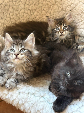 Stunning Mainecoon kittens