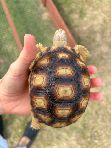 Sulcata Tortoises