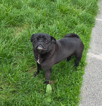 Female pug