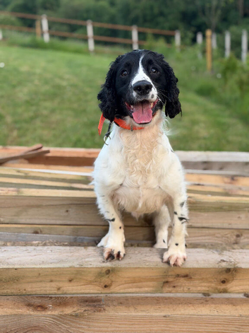 Ted, sprocker (2 years old)