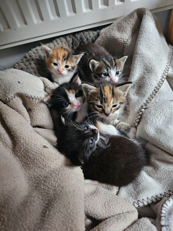 Ragdoll mix kittens