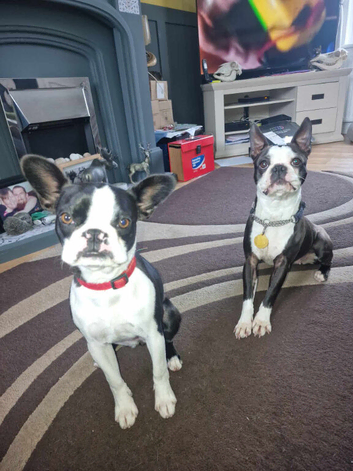 Wanted Male Boston Terrier Stud Dog