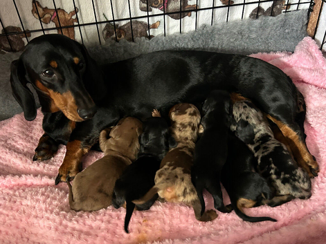 Beautiful litter of standard Dachshunds