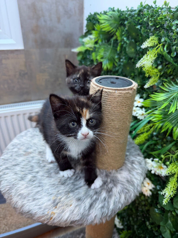 2 Sisters BSH mixed breed Kittens, with DELIVERY to your door if needed!