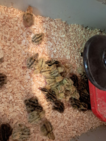 75 Japanese (Jambo) Quails chicks available