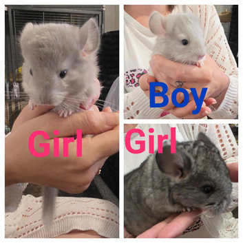 Chinchilla kits 2 female 1 male
