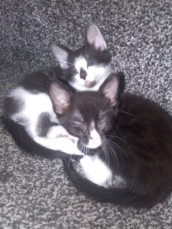 Kittens for sale