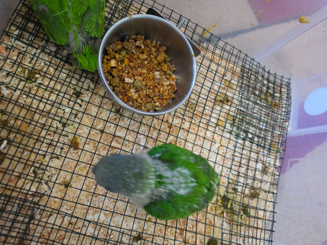 For Sale: Senegal Parrot Babies