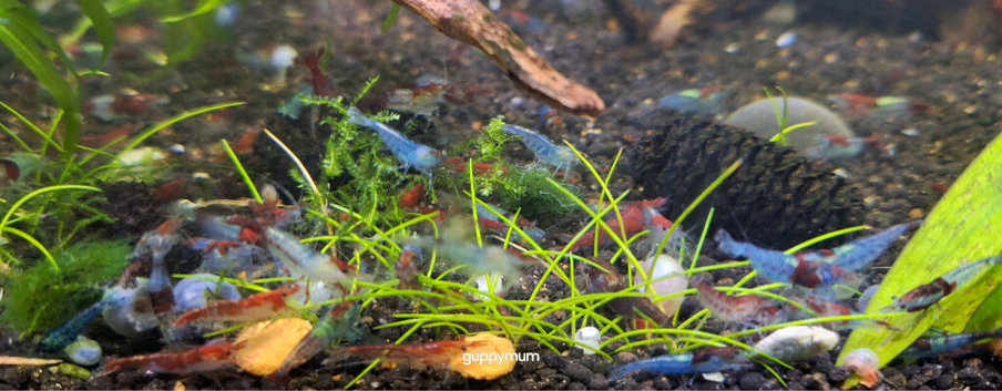 25 MIXED GRADE NEOCARIDINA SHRIMP. PLEASE SEE PHOTOS.