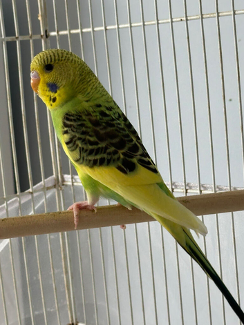 Baby Budgies