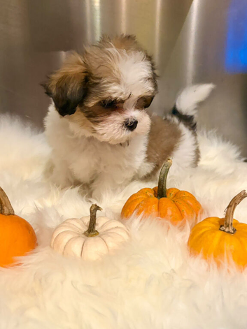 ADORABLE MALSHI PUPPIES READY NOW
