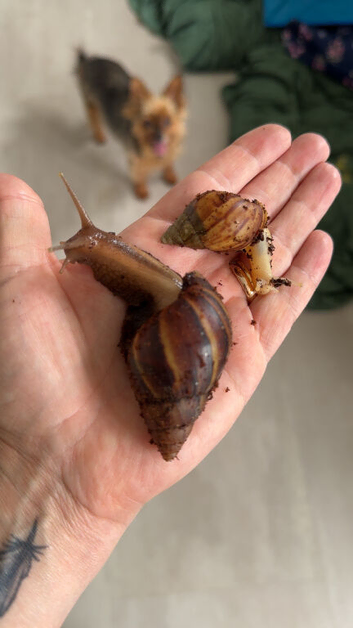 African land snails