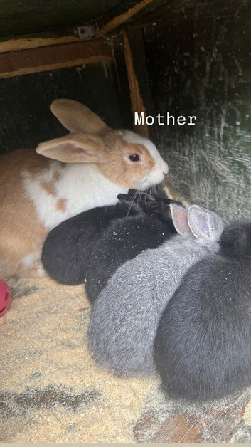 Bunnies for sale