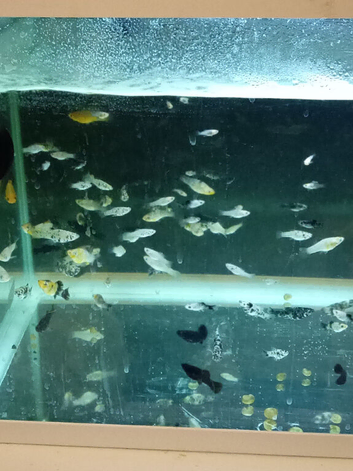 Baby mollies