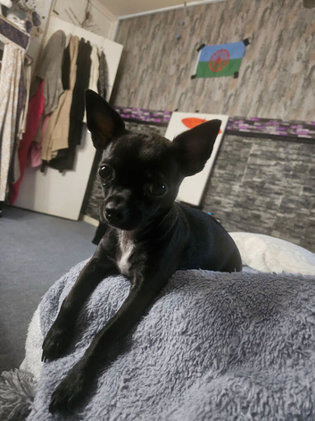 Chihuahua babies