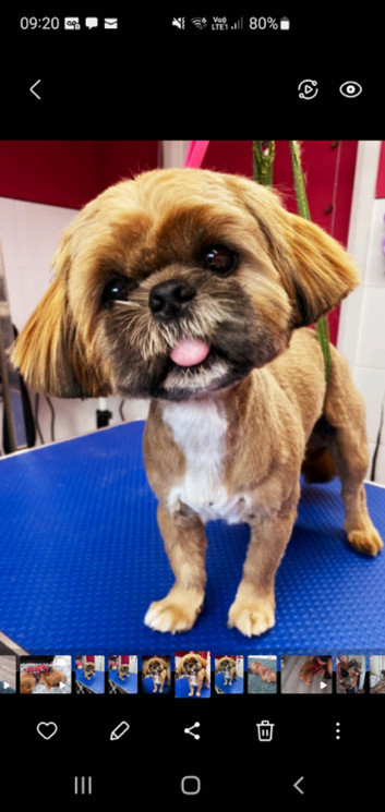 Stunning Lenny Shih Tzu male ready for stud