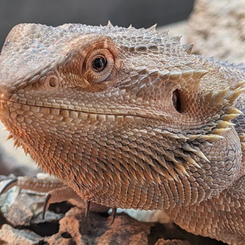 Bearded dragon included Vivarian