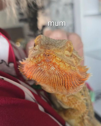 Baby bearded dragons citrus coming though lovely on them