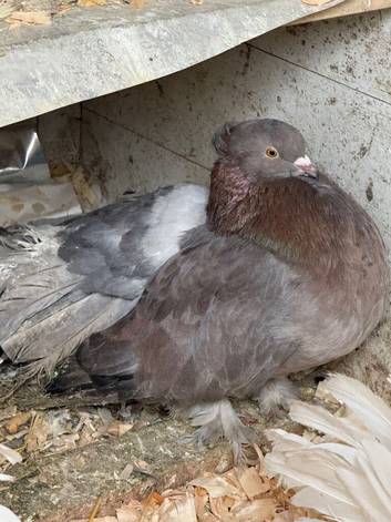 Indian fantail pigeons