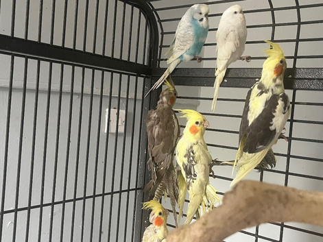 Baby cockatiel for sale