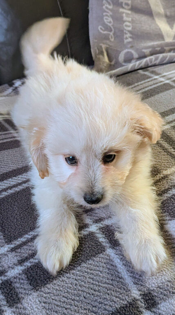 8 week old pups