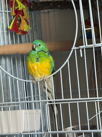 Singing red rumped parakeet