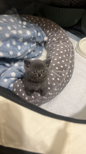 9 weeks old British short hair