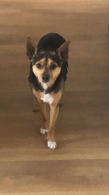 Jack Russel chivava
